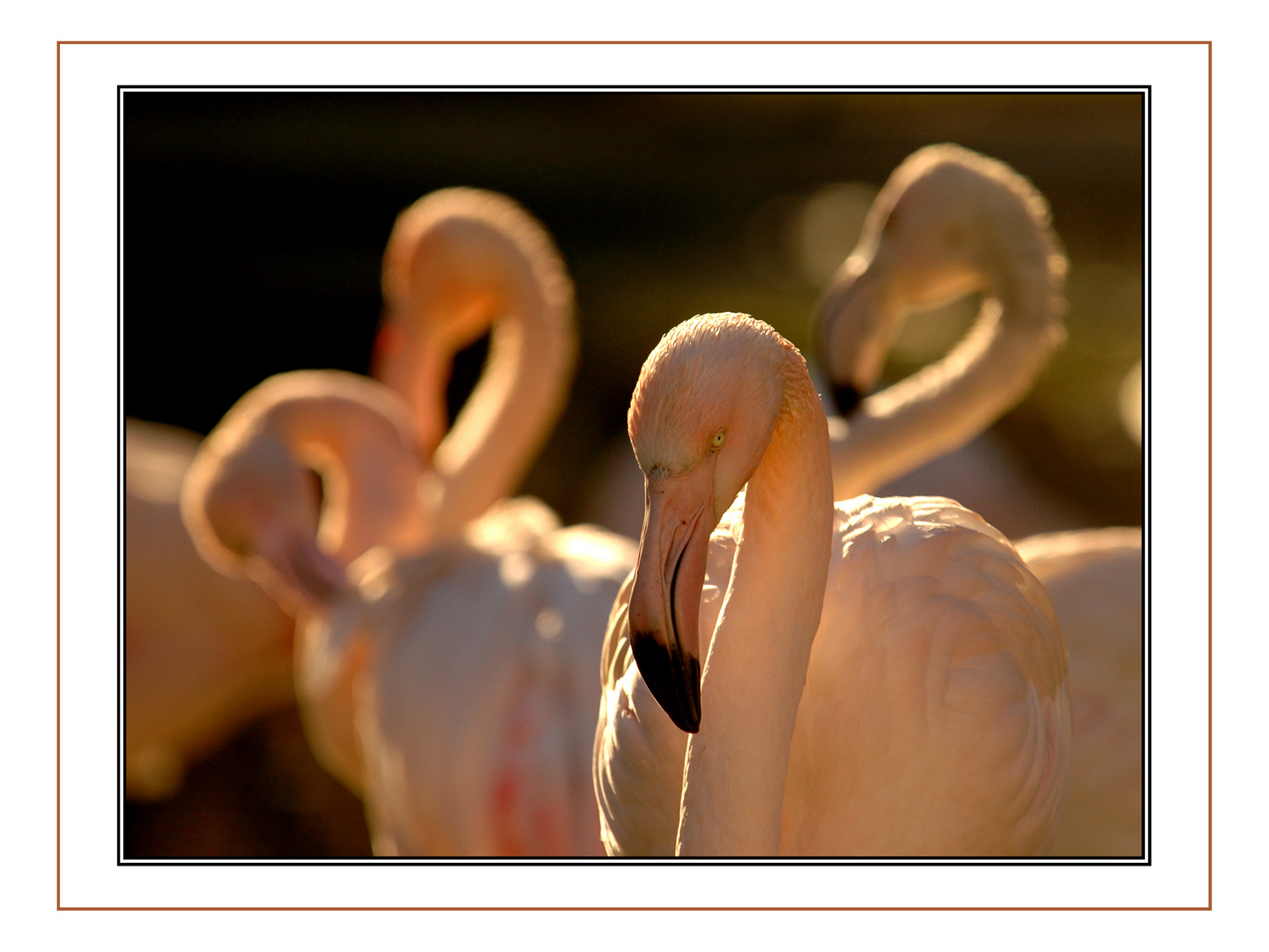 Flamingos in spätem Licht, Kenya