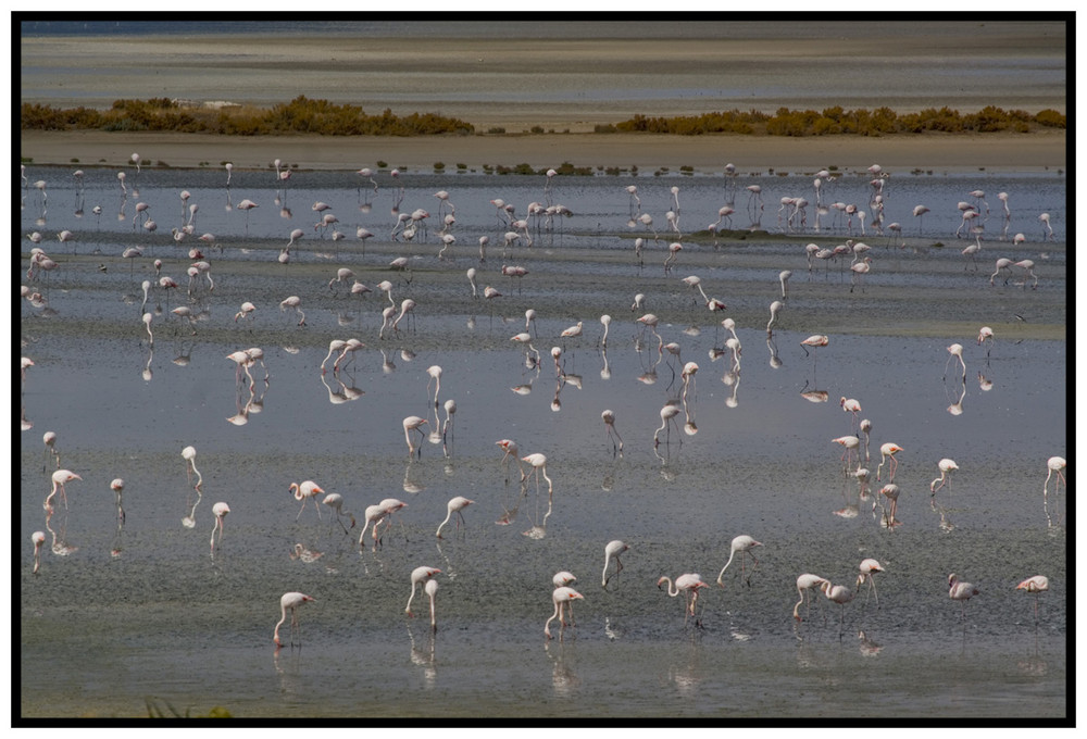 Flamingos in Spanien