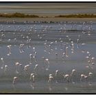 Flamingos in Spanien