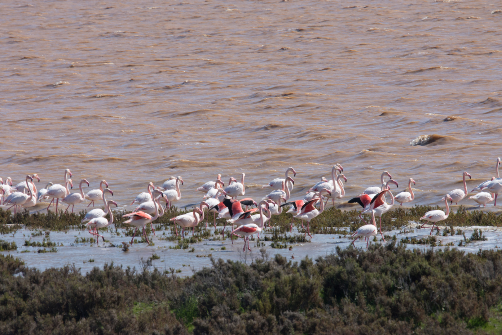 Flamingos in Südspanien