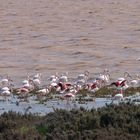 Flamingos in Südspanien