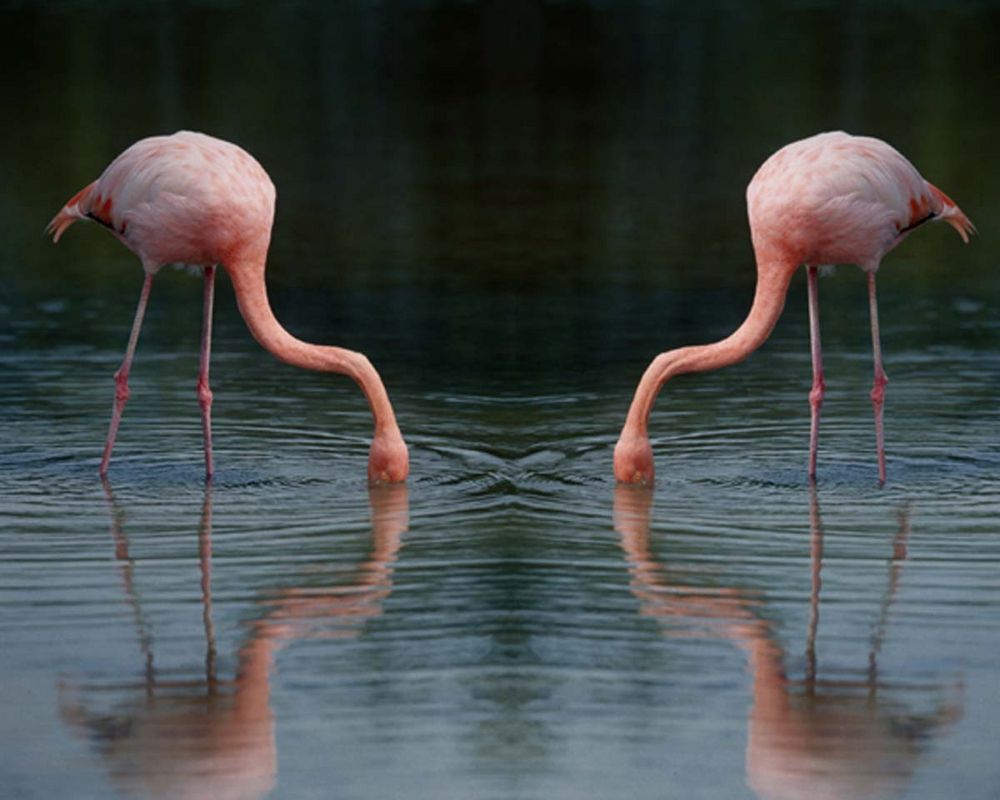 Flamingos in Südspanien von Hedwig Kahl 