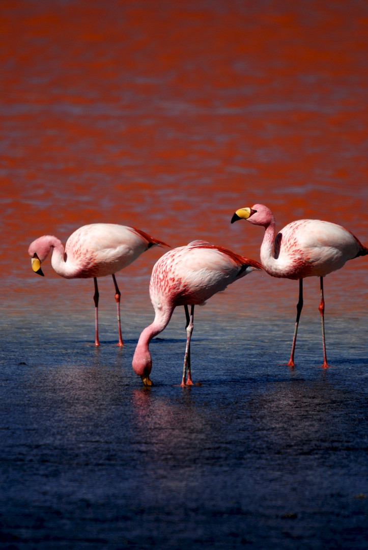 Flamingos in surrealer Umgebung