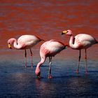 Flamingos in surrealer Umgebung