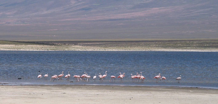 Flamingos in Taxara