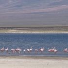 Flamingos in Taxara