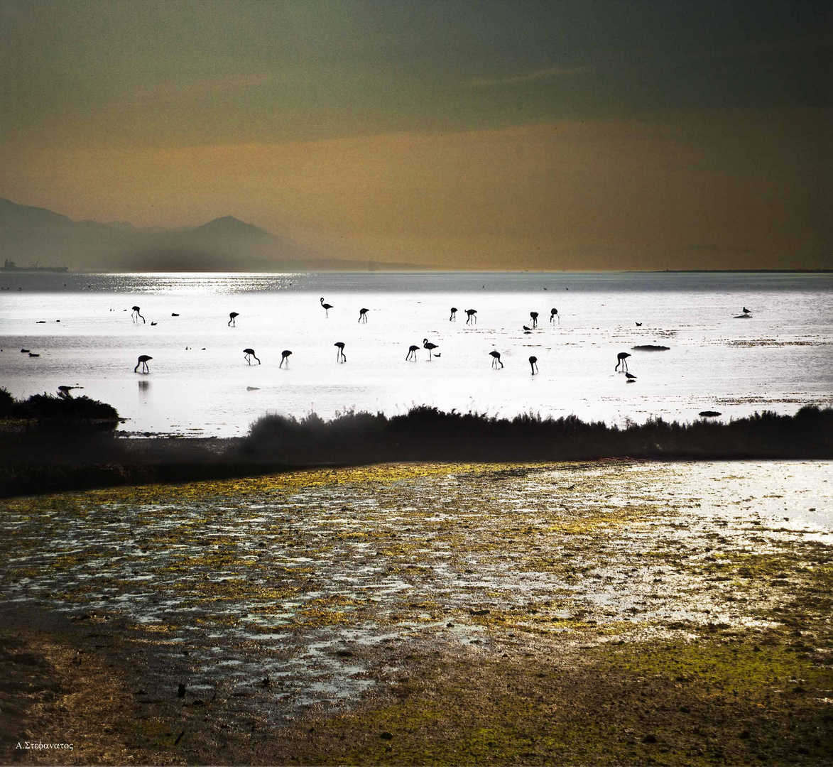 flamingos in the delta axiou river