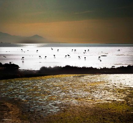 flamingos in the delta axiou river