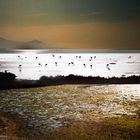 flamingos in the delta axiou river