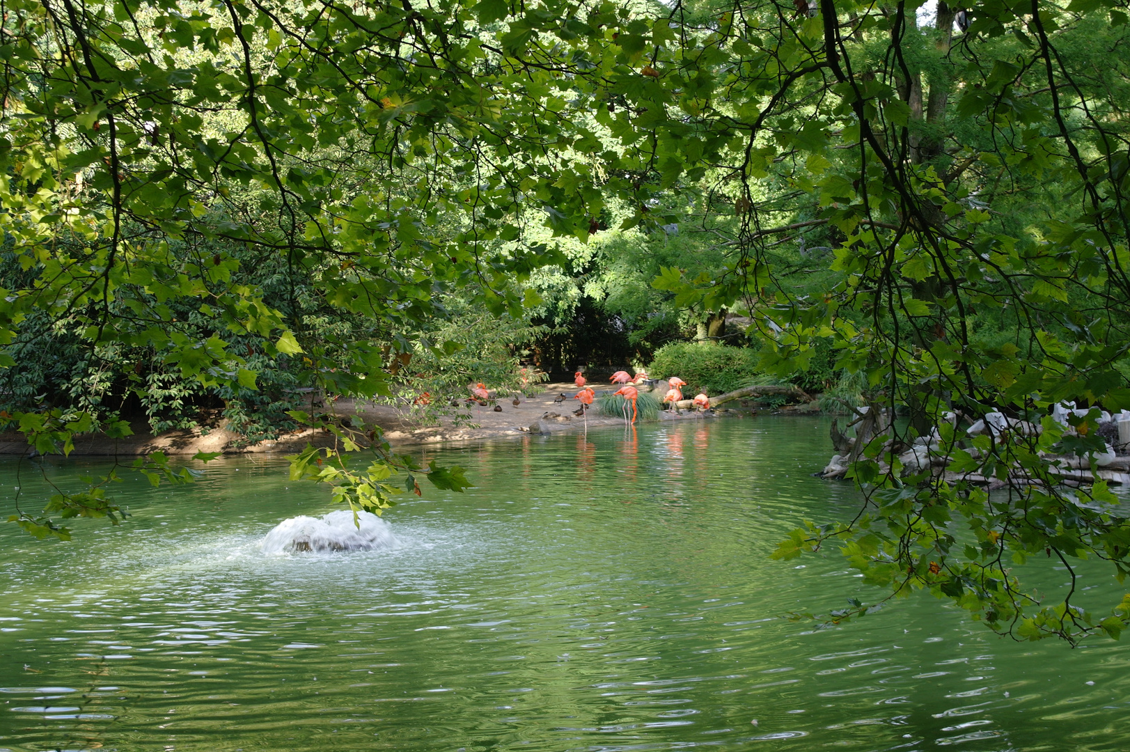 Flamingos in the lake