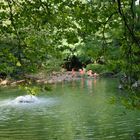 Flamingos in the lake