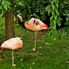 Flamingos in the pink