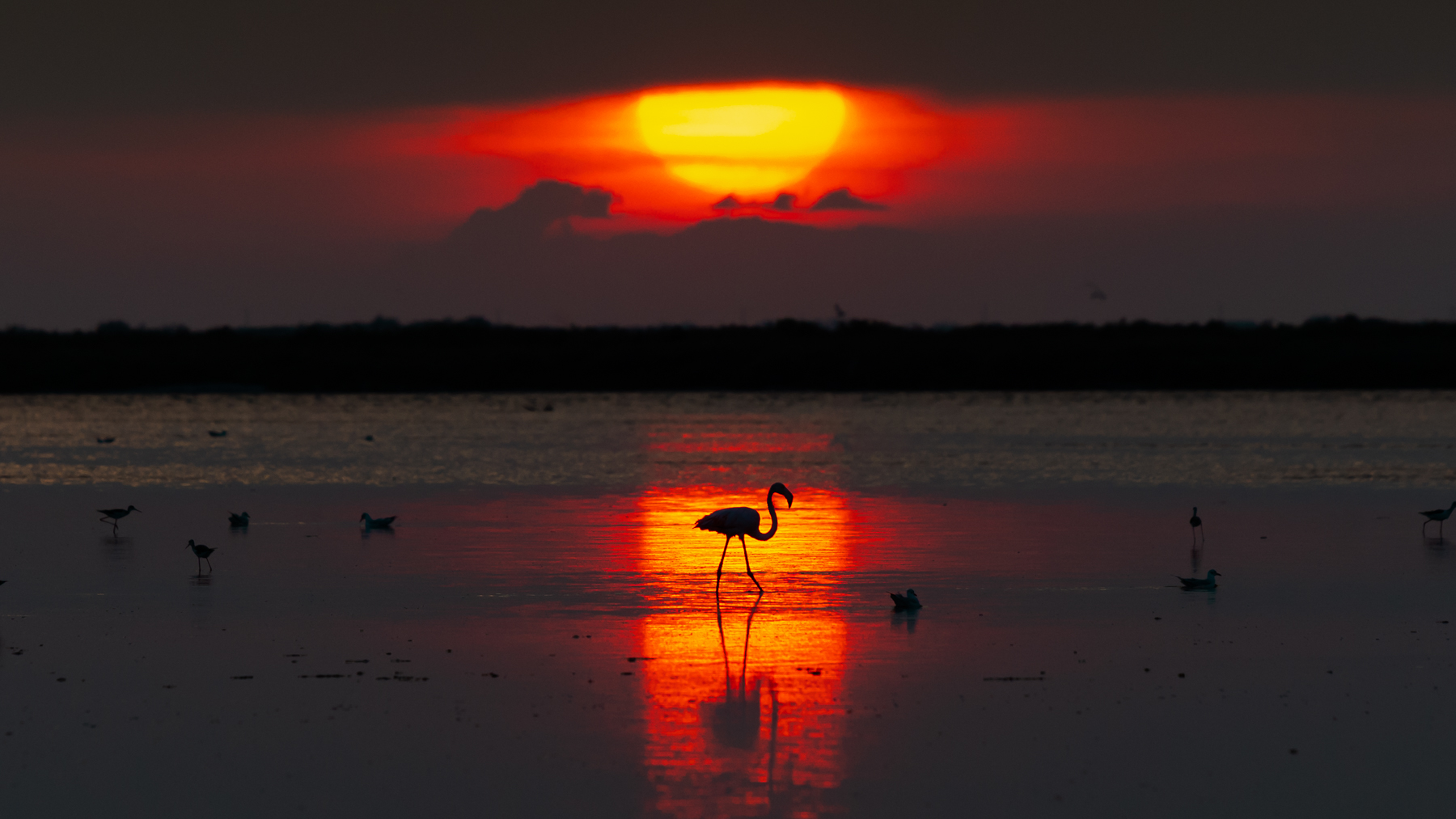 Flamingos in the setting sun