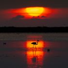 Flamingos in the setting sun