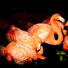 Flamingos in Walsrode