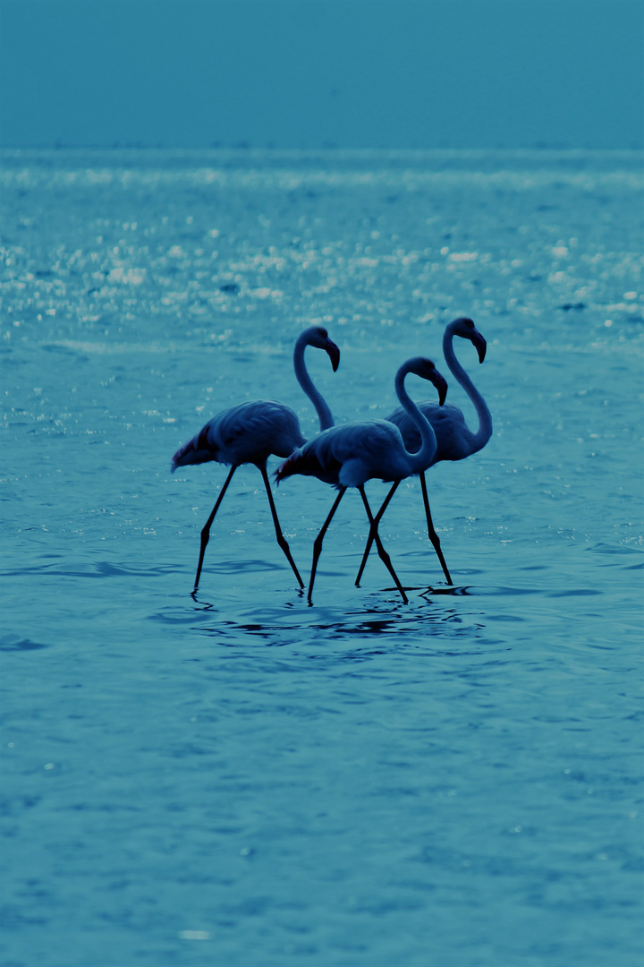 Flamingos in Walvis Bay