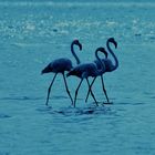 Flamingos in Walvis Bay