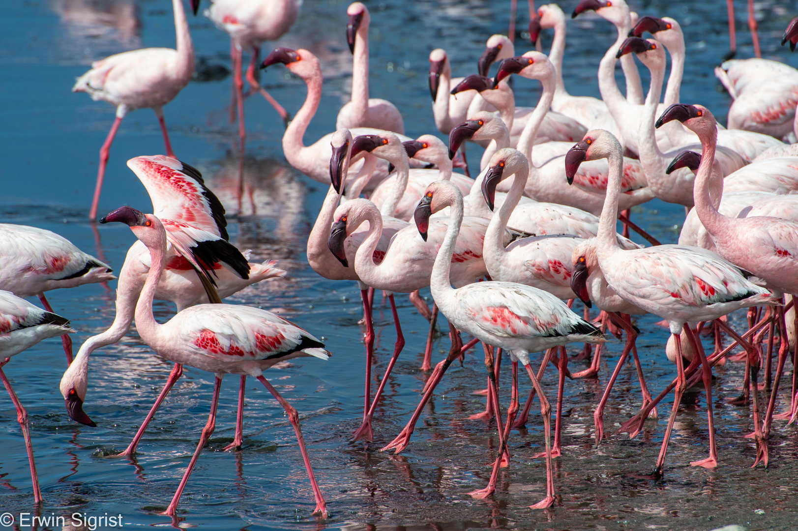 Flamingos in Walvis Bay (Namibia)