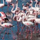 Flamingos in Walvis Bay (Namibia)