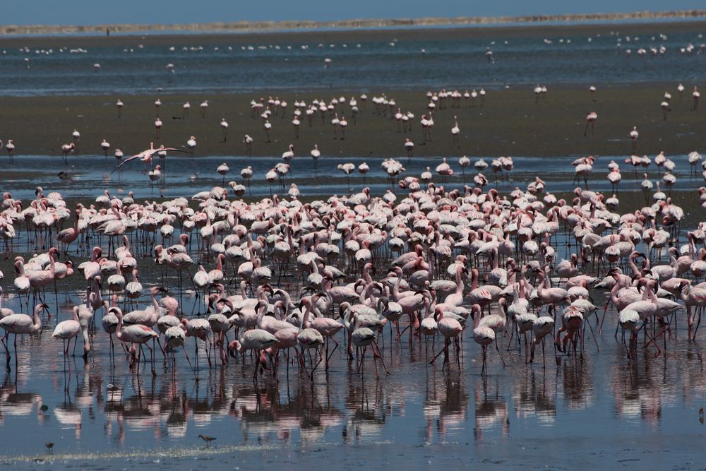 Flamingos in Walvisbay