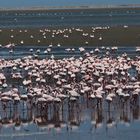 Flamingos in Walvisbay