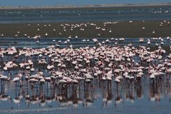 Flamingos in Walvisbay