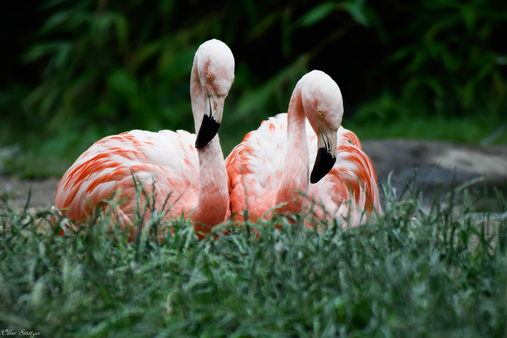 Flamingos in Zweisamkeit # 2 