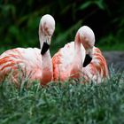 Flamingos in Zweisamkeit # 2 