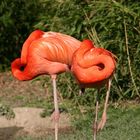 Flamingos Karfreitag 2007 im Frankfurter Zoo