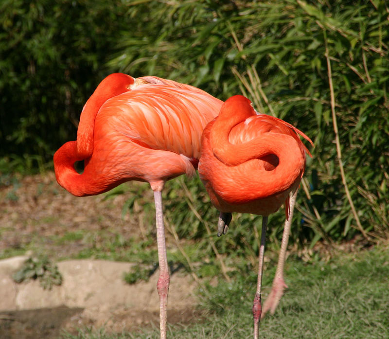 Flamingos Karfreitag 2007 im Frankfurter Zoo