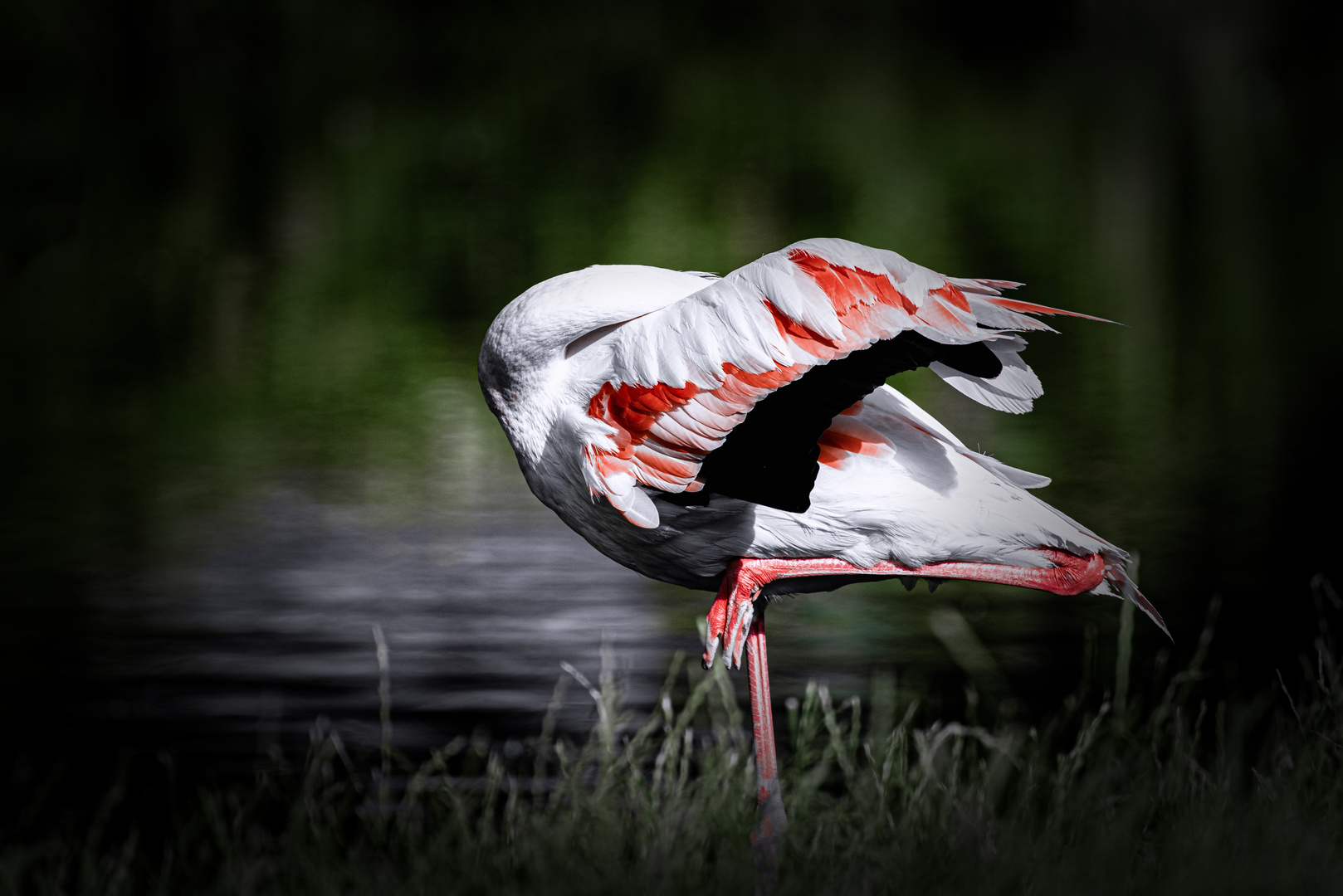 Flamingos -- keine falsche Scham