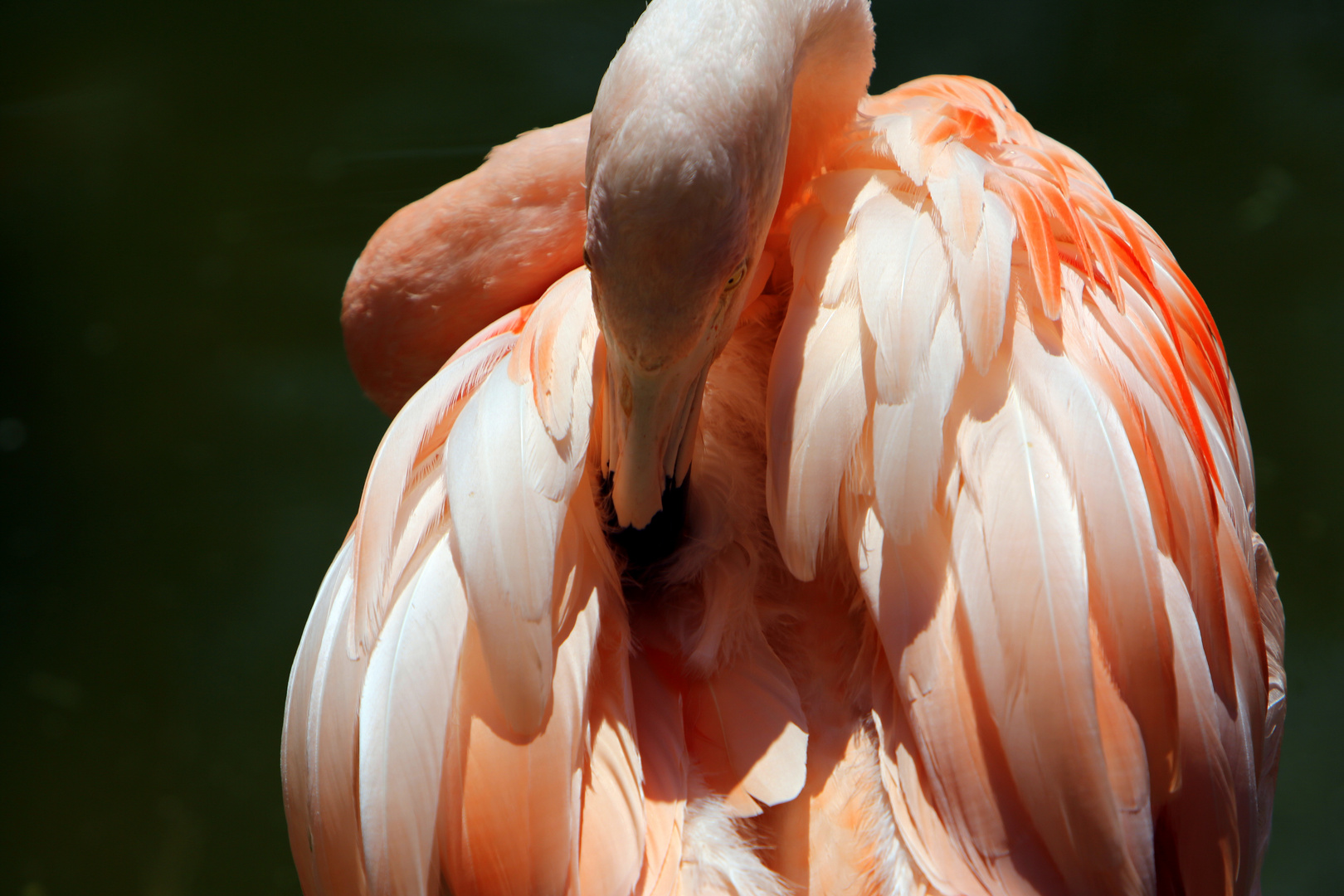 Flamingo´s Körperpflege - es juckt und beisst