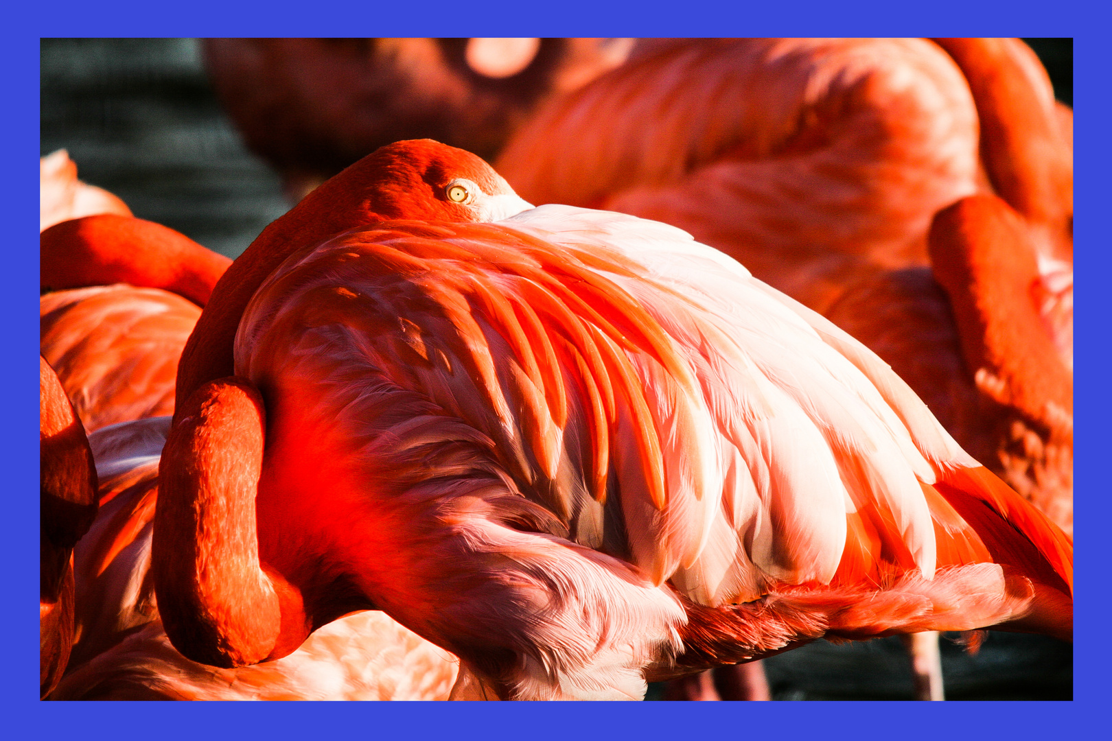Flamingos Kopf im Federkleid