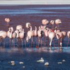 [ … Flamingos -  Laguna Colorada ]