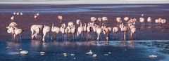 [ … Flamingos -  Laguna Colorada ]