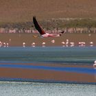 Flamingos, Lagune im Valle de las Rocas