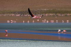 Flamingos, Lagune im Valle de las Rocas