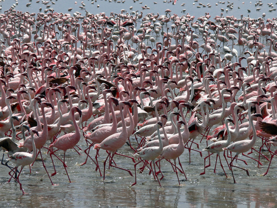 Flamingos, Lake Nakuru Nationalpark, Kenia