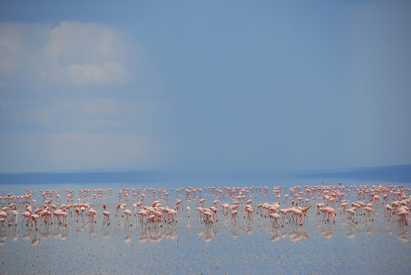 Flamingos Lake Natron