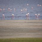 Flamingos Lake Ndutu