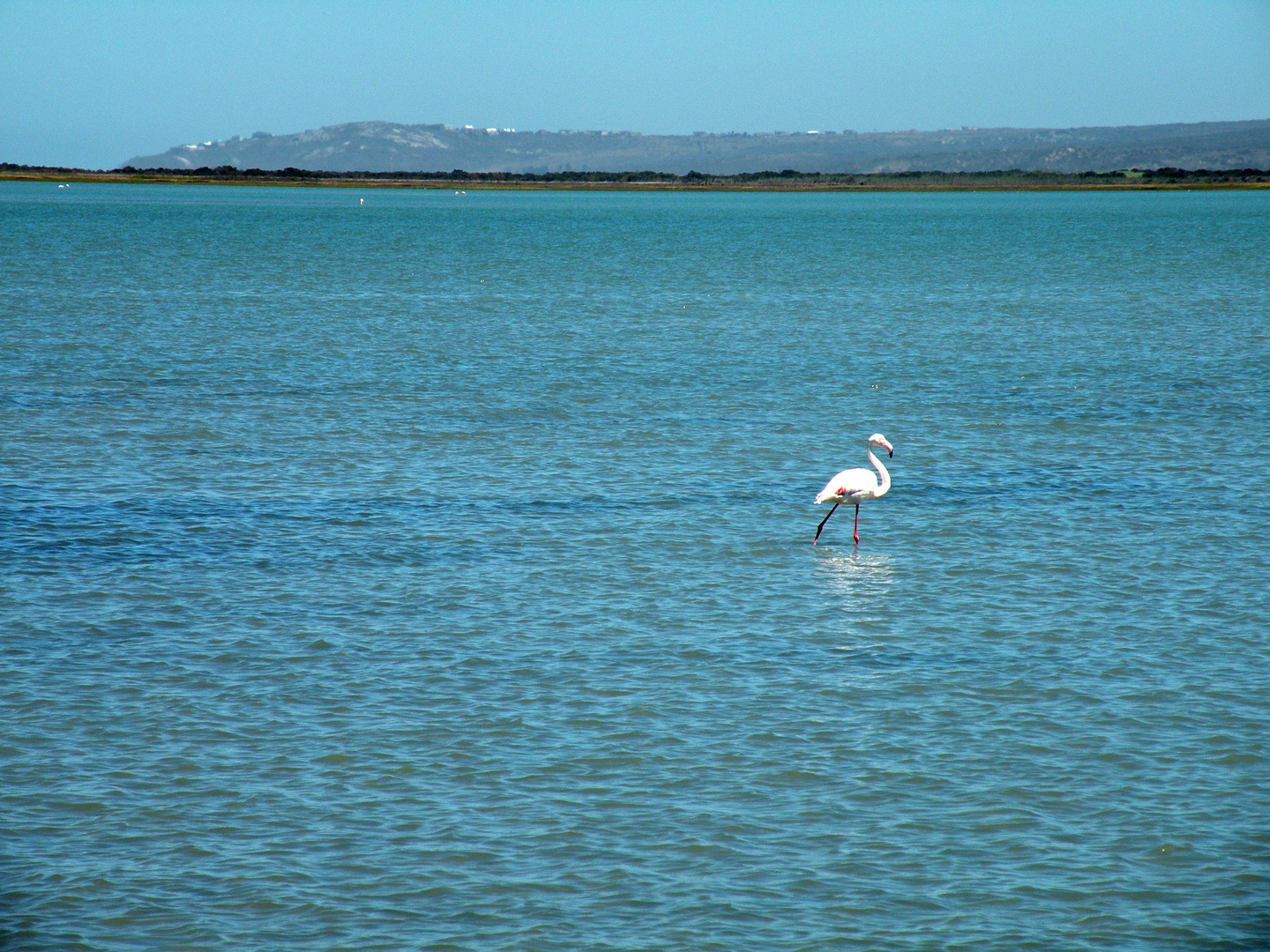 Flamingos leben im Flachwasser des Nationalparks.