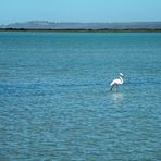 Flamingos leben im Flachwasser des Nationalparks.
