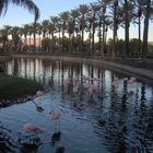 Flamingos Mariott / Palm Desert California