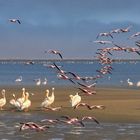 *flamingos meet pelicans*