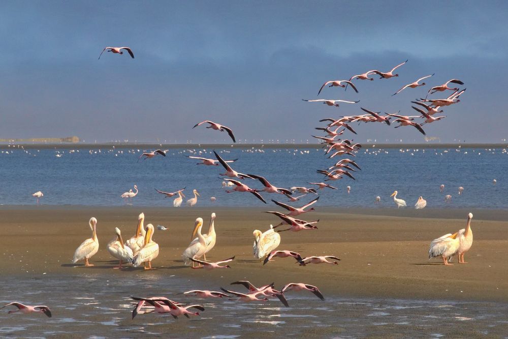 *flamingos meet pelicans*