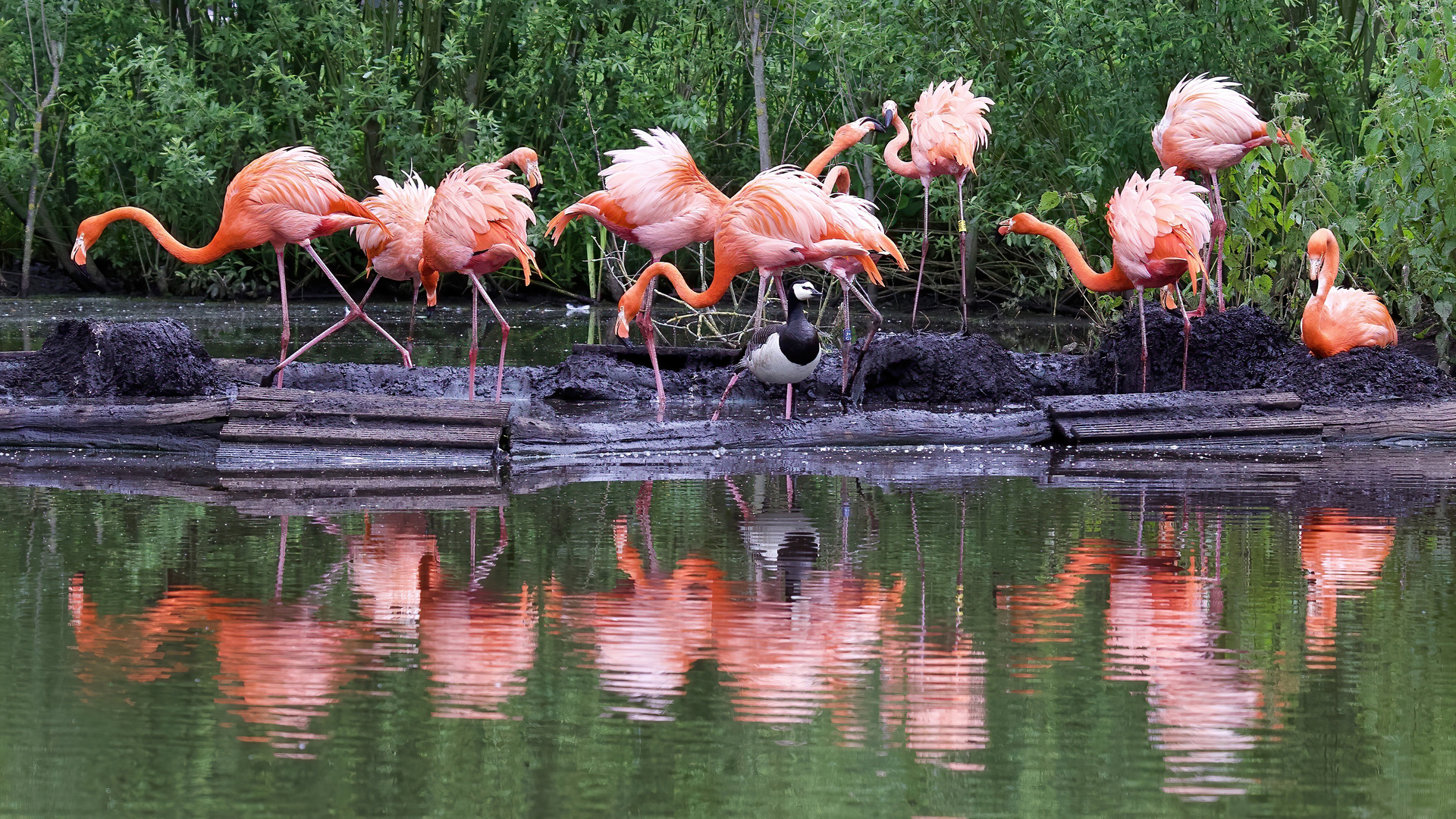 Flamingos mit Besuch