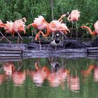 Flamingos mit Besuch