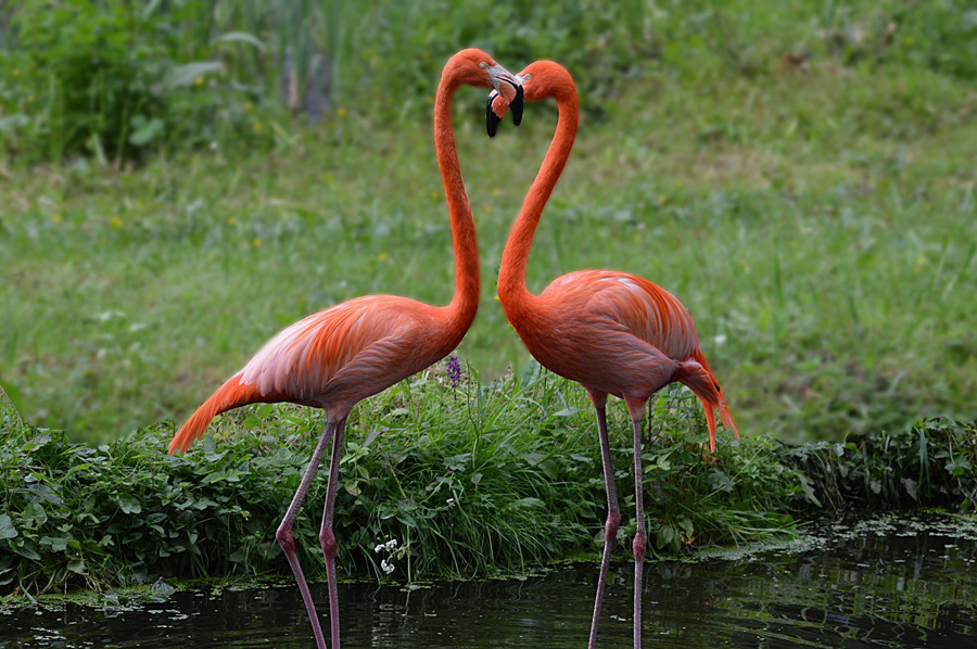 Flamingos Mit Herz Foto Bild Tiere Zoo Wildpark Falknerei Vogel Bilder Auf Fotocommunity