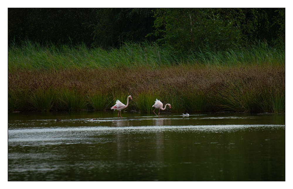 Flamingos mit Kücken