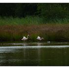 Flamingos mit Kücken